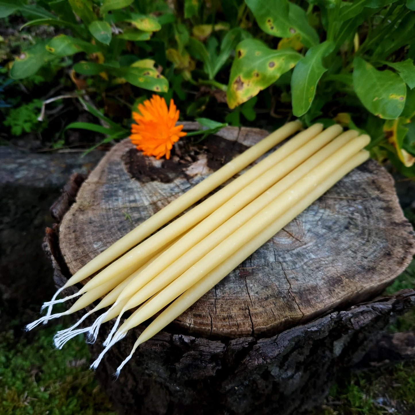 Beeswax 3hr Thin Taper candle - 25cm