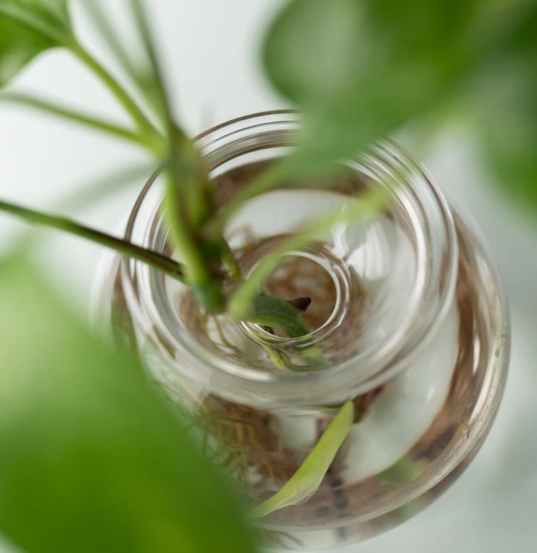 Studio Milligram Bulb Planter - Set of Two