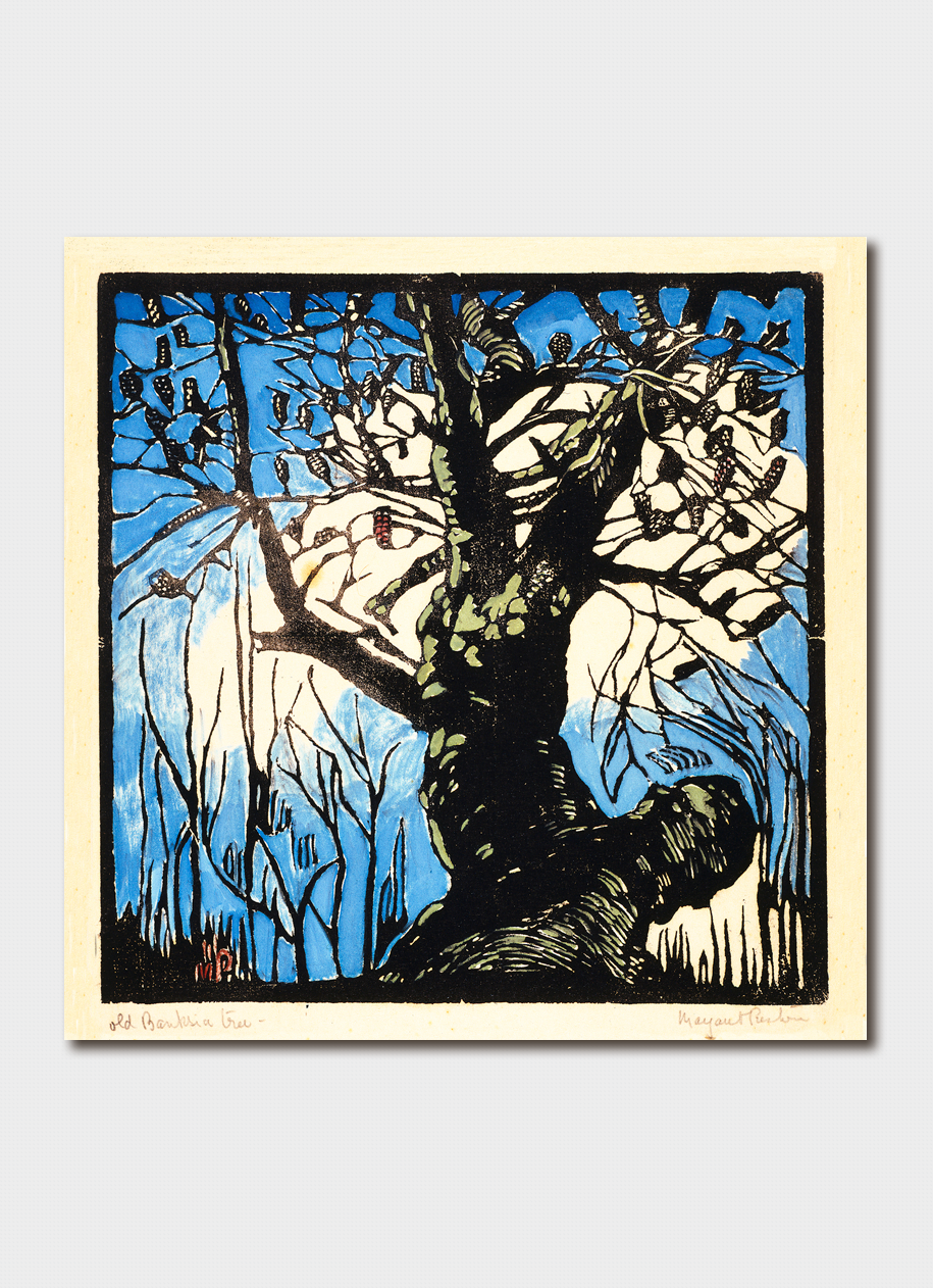 Greeting Card The Banksia Tree