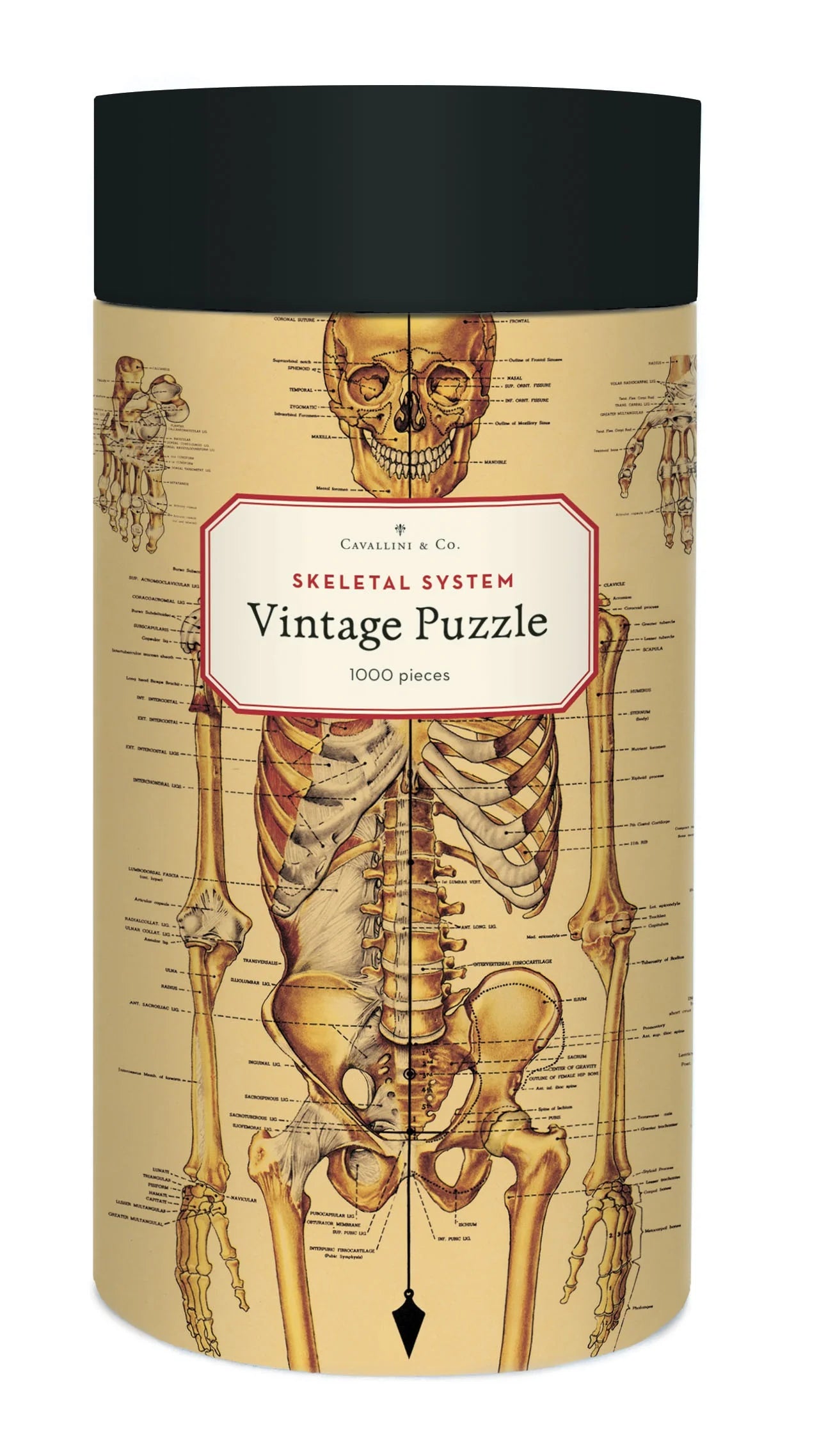 Cavallini & Co 'Skeletal System' 1000 Piece Puzzle