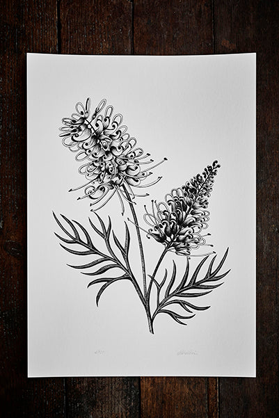 Paula Zetlein Botanical Limited Edition Art Print A3 - Grevillea