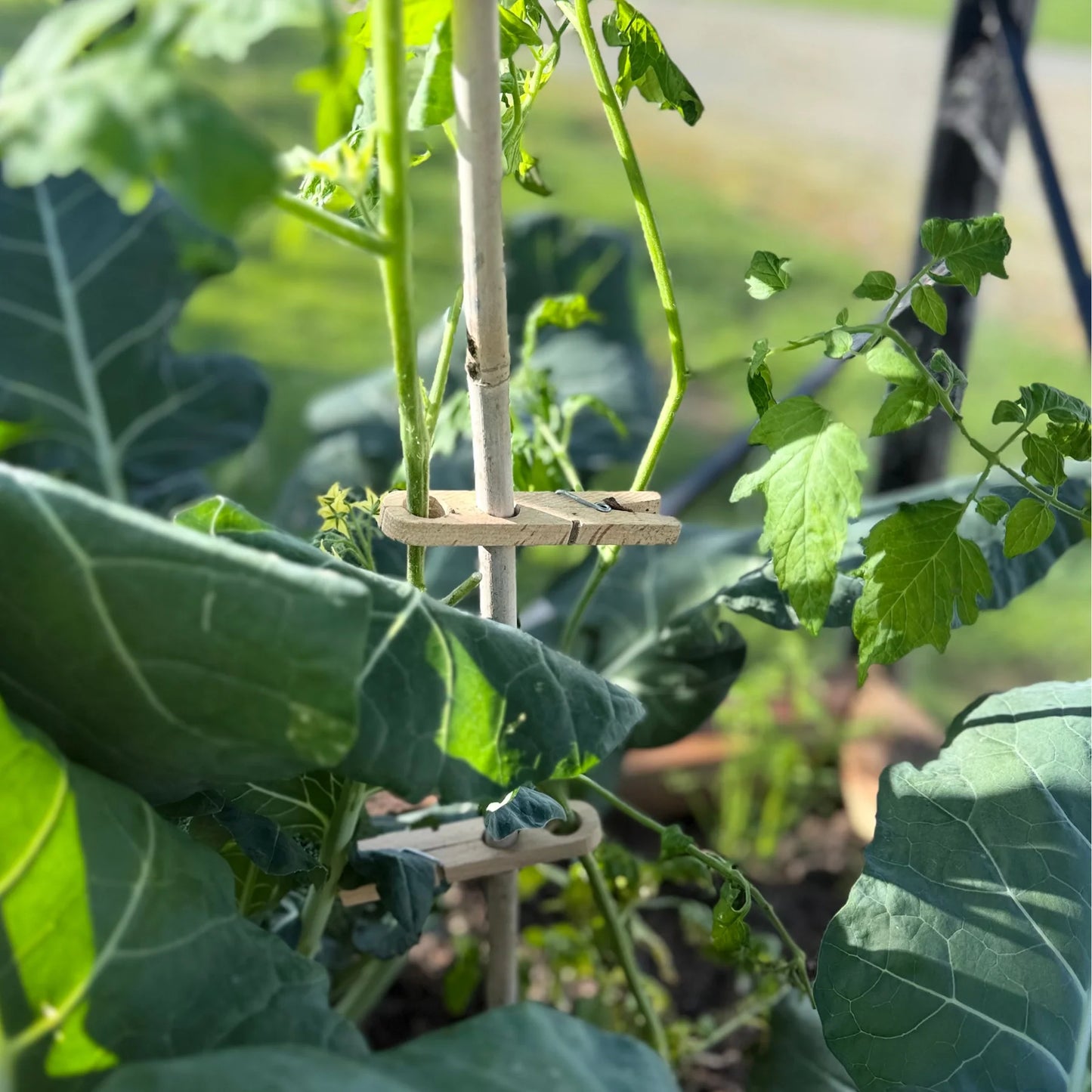 Heaven In Earth - Wooden Plant Peg