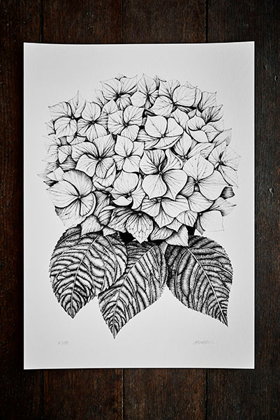 Paula Zetlein Botanical Limited Edition Art Print A4 - Hydrangea