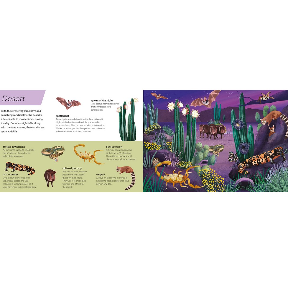 Children's Book - Above and Below: Dusk till Dawn by Harriet Evans and Nic jones