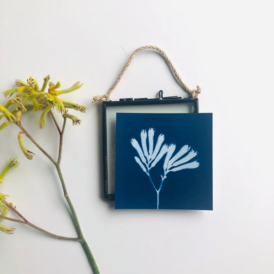 My Little Print Studio Framed Cyanotypes - Kangaroo Paw