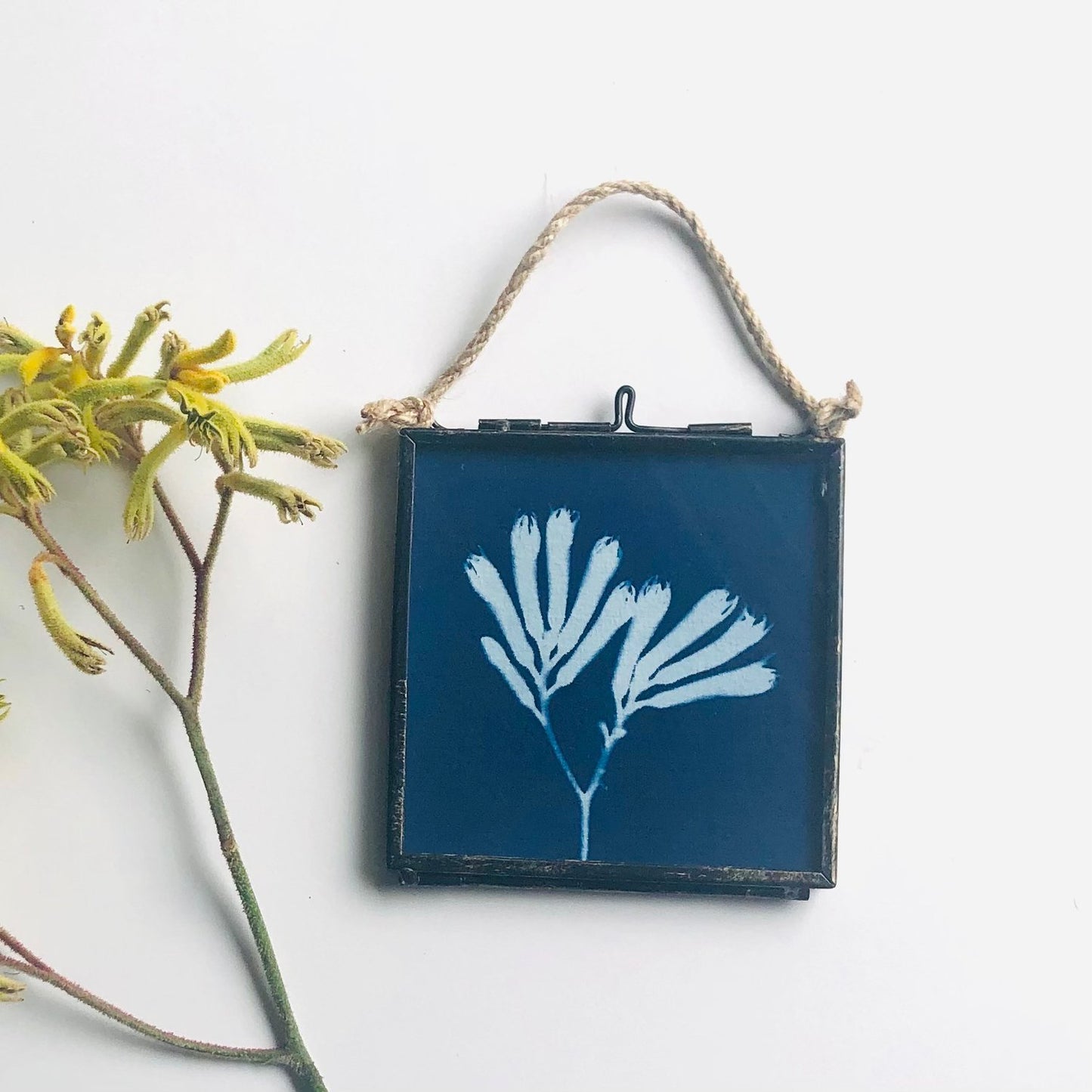 My Little Print Studio Framed Cyanotypes - Kangaroo Paw