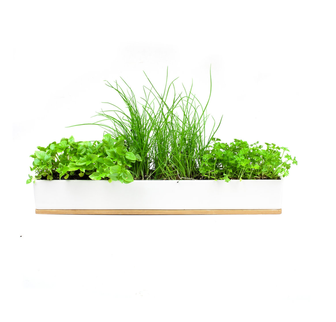 Urban Greens Micro Herbs Window Sill Kit