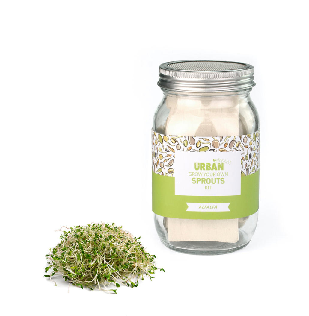 Urban Greens Sprout Jar Kit - Alfalfa
