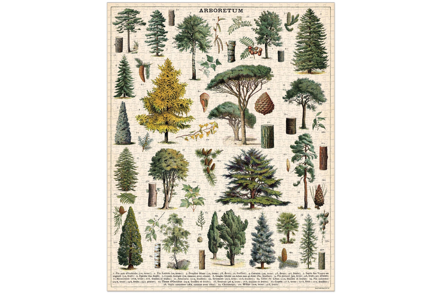 Cavallini & Co Arboretum 1000 Piece Vintage Puzzle