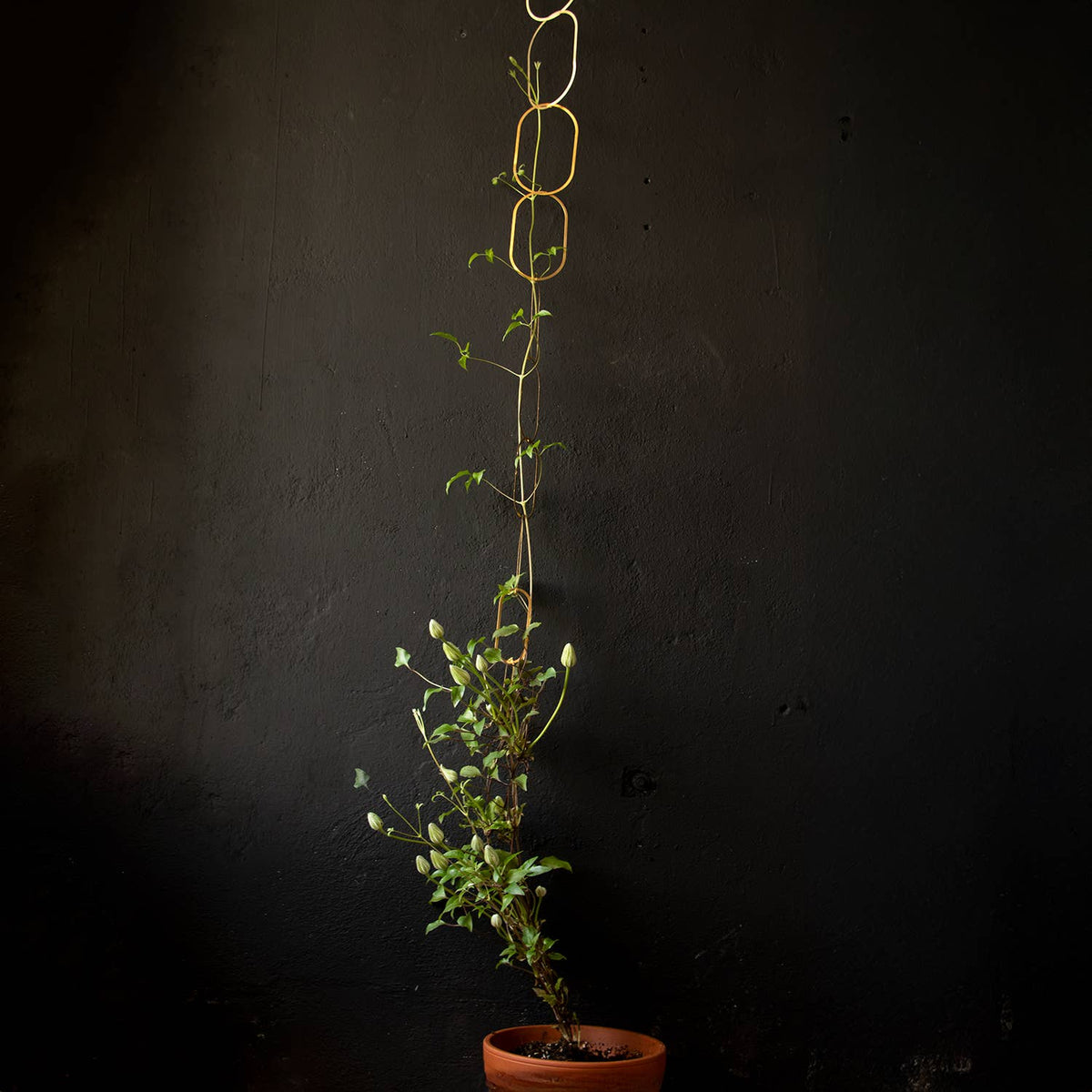 Gold Brass Chain - Plant Support For Climbing Plants