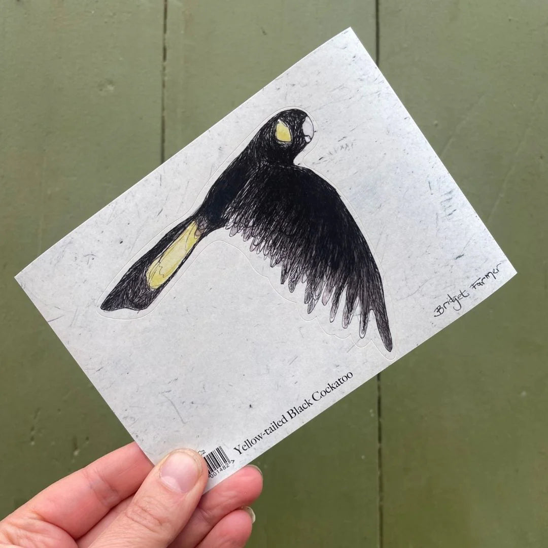 Bridget Farmer Yellow-tailed Black Cockatoo Sticker 2