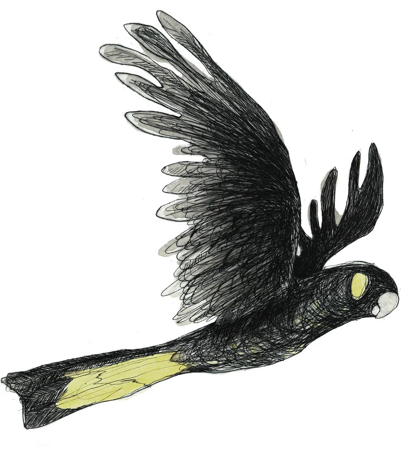 Bridget Farmer Yellow-tailed Black Cockatoo Sticker 3