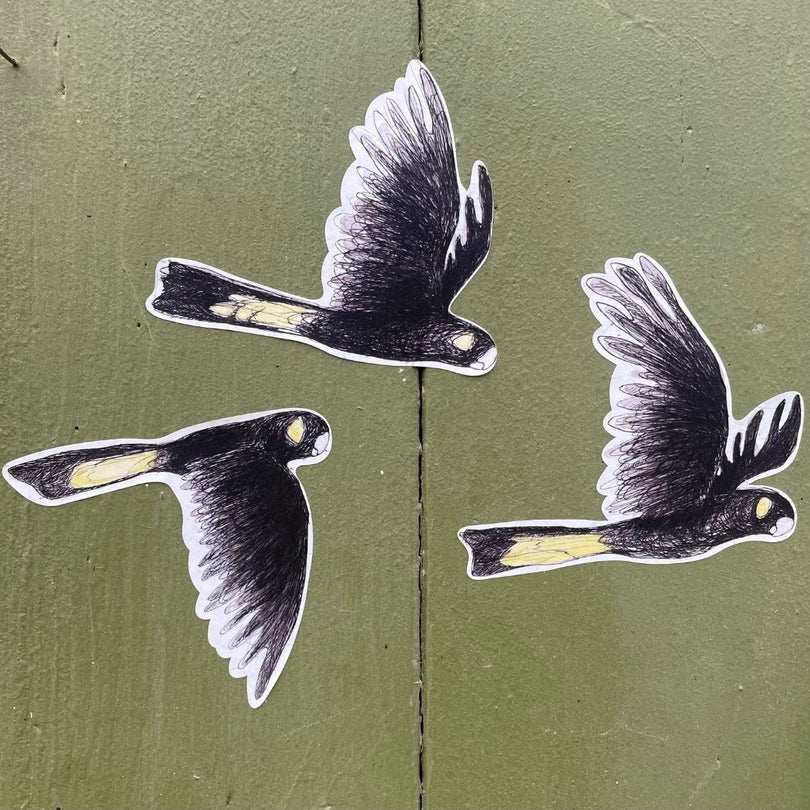 Bridget Farmer Yellow-tailed Black Cockatoo Sticker 3