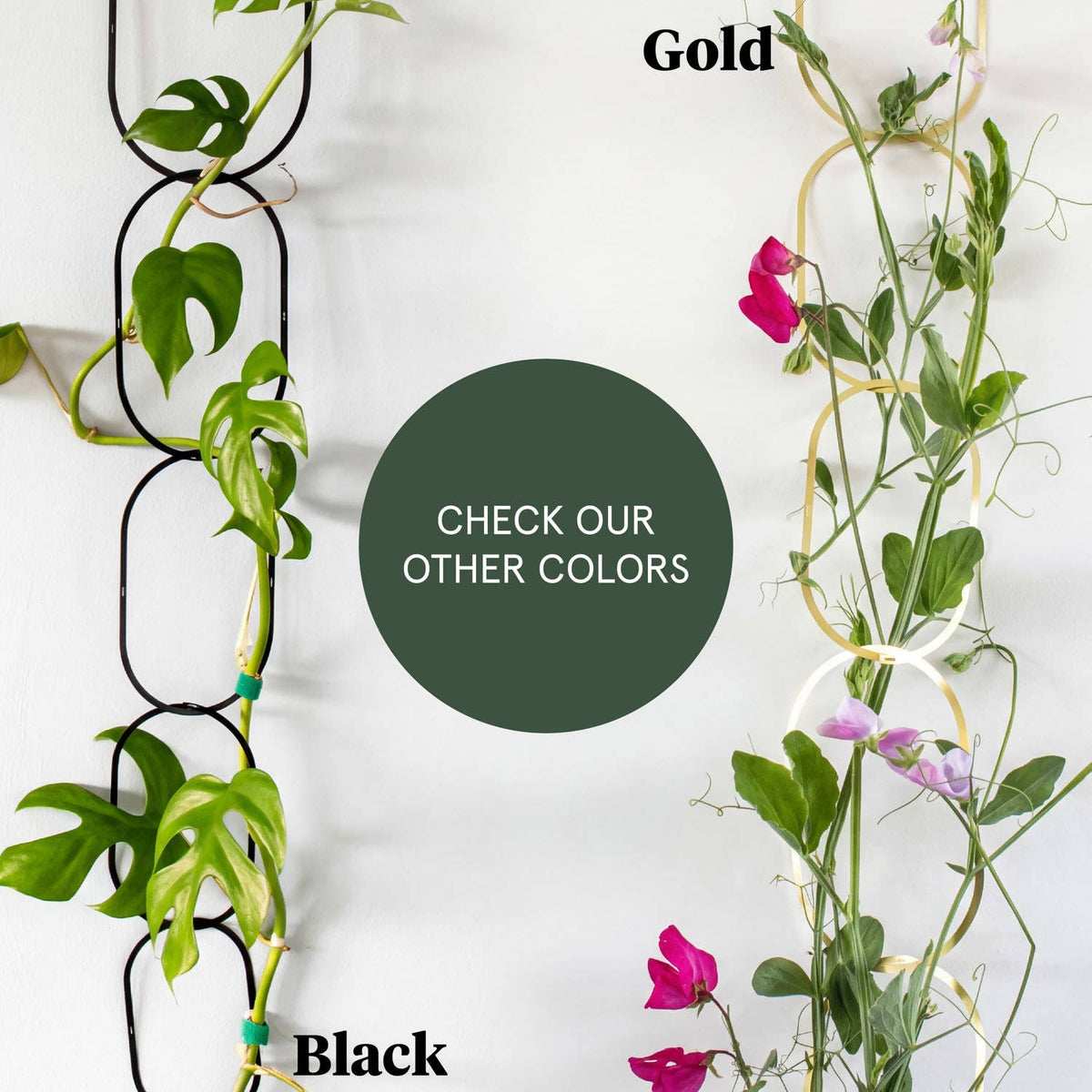 Gold Brass Chain - Plant Support For Climbing Plants