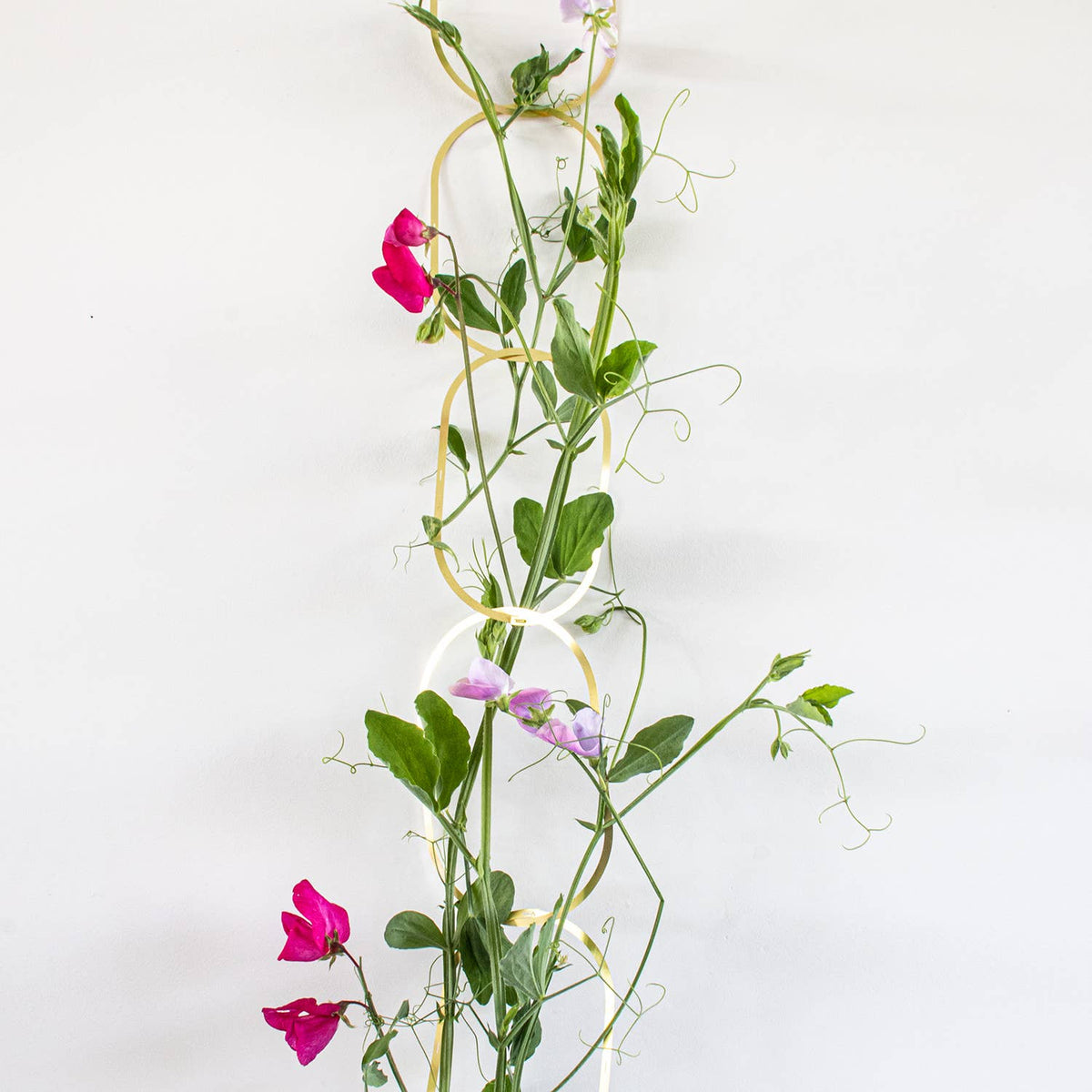 Gold Brass Chain - Plant Support For Climbing Plants