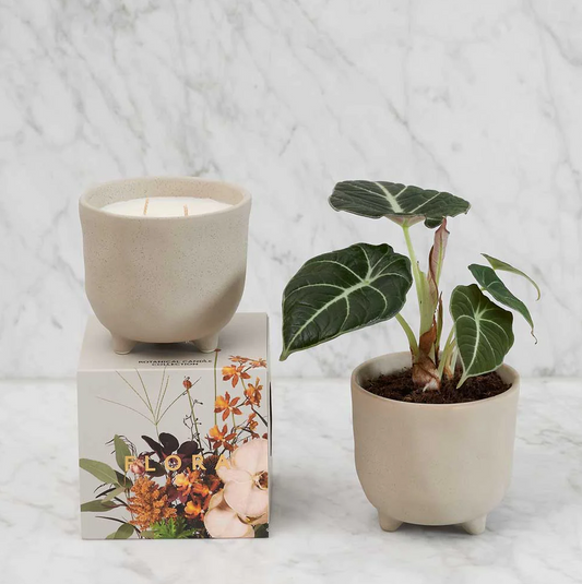 Myrtle and Moss Botanical Candle - Flora