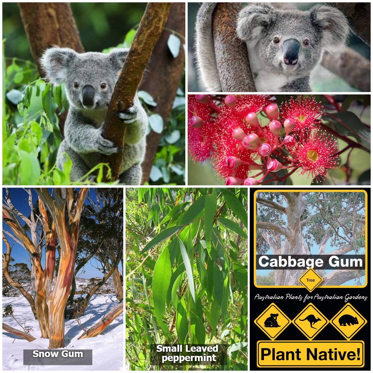 Native Seed Gift Box - Koala Food