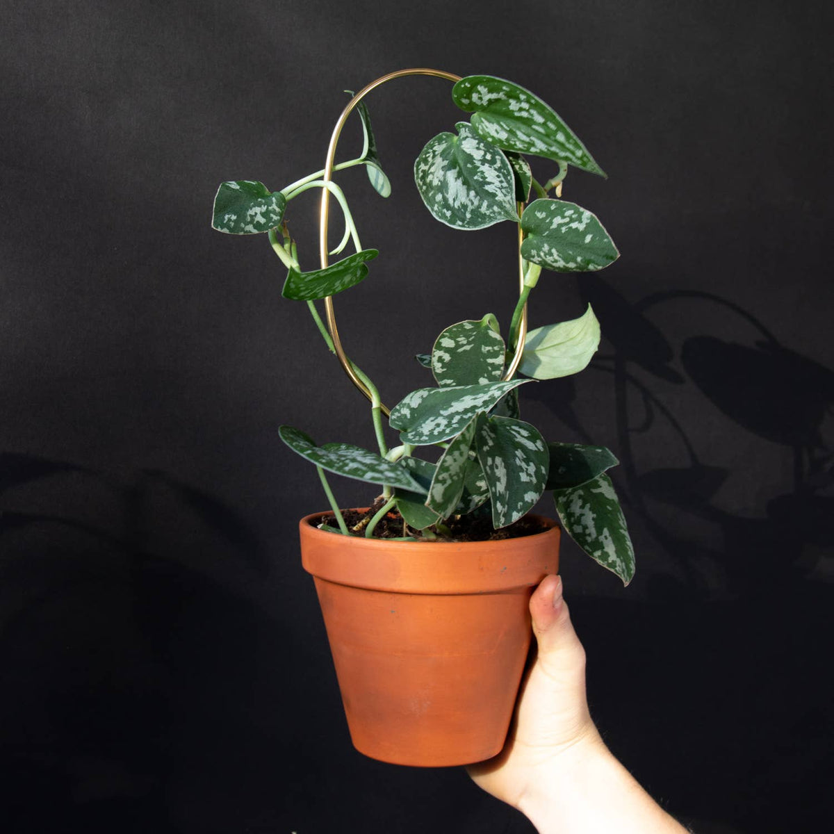 Mini Plant Stake - Gold