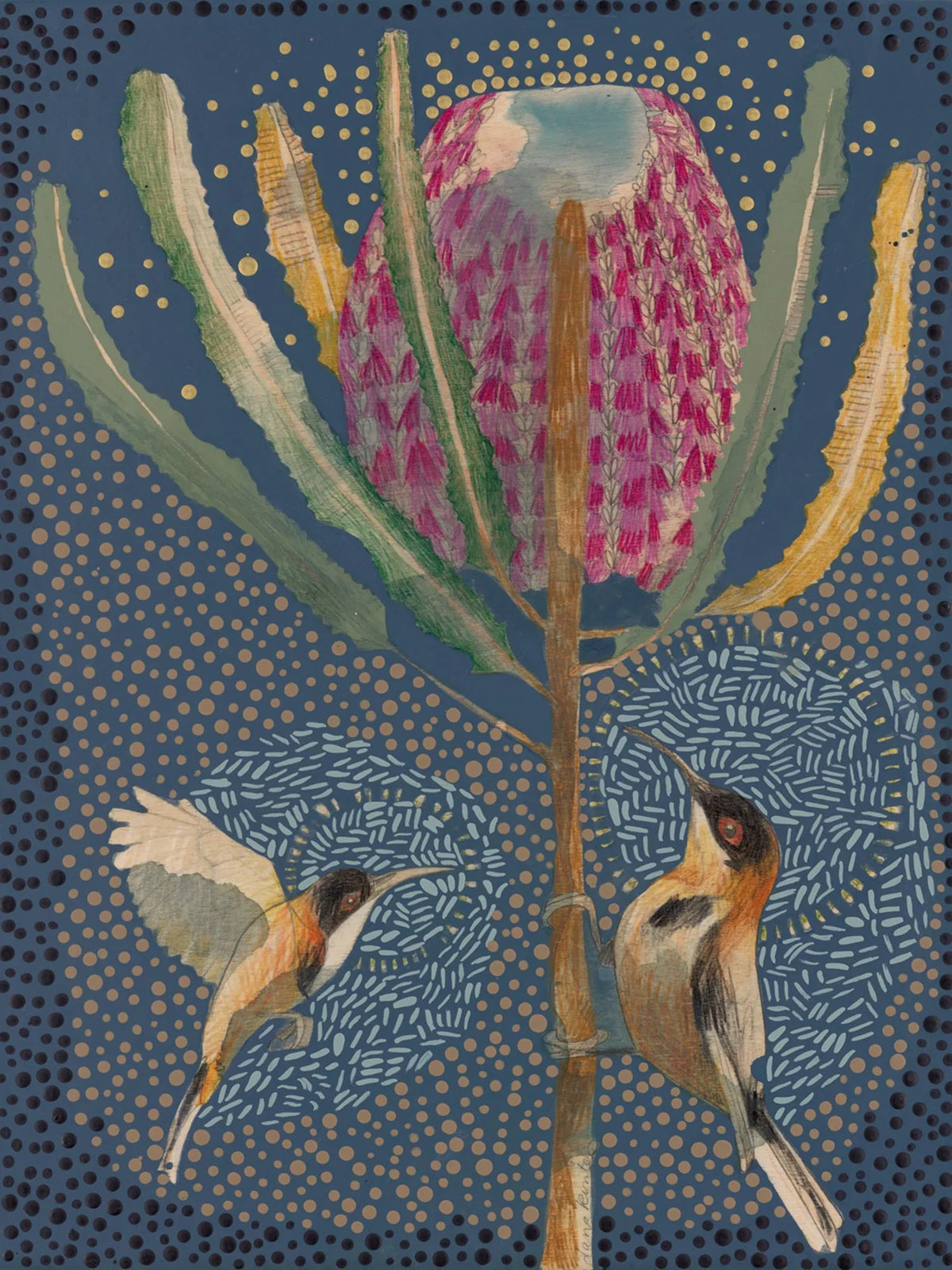 Dana Kinter "Eastern Spinebill and Banksia Menziesii" Print