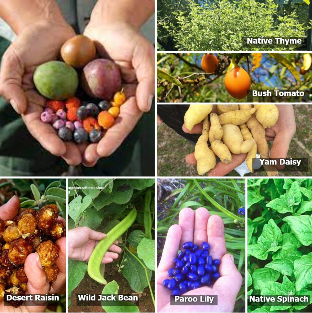 Native Seed Box - Edible Natives Seedbombs