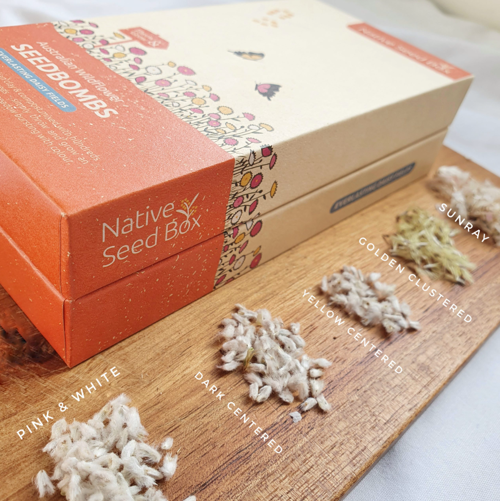 Native Seed Gift Box - Everlasting Daisy Fields