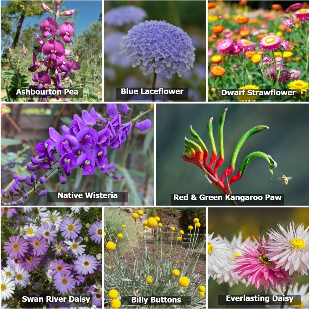 Native Seed Gift Box - Wildflowers for Native Pollinators